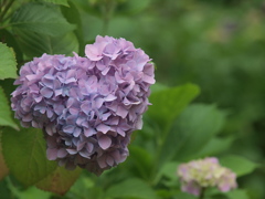 紫陽花ハート