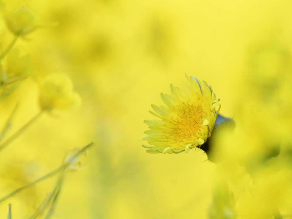 イエローワールド　②