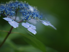 浜の神社の紫陽花三昧