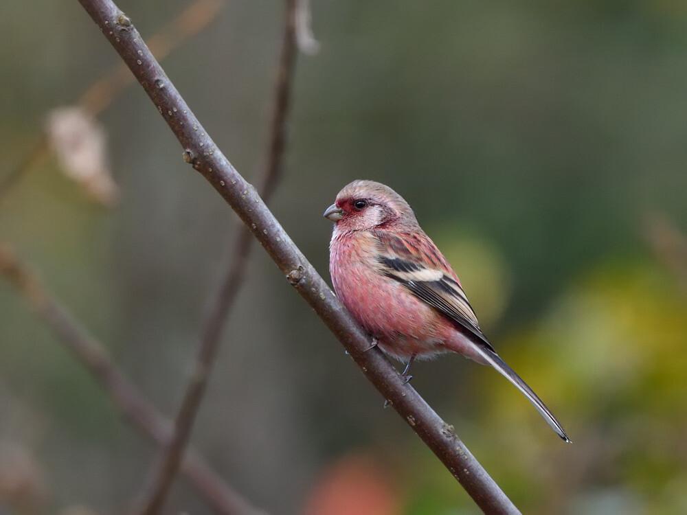 2019 12 14 の鳥さん①