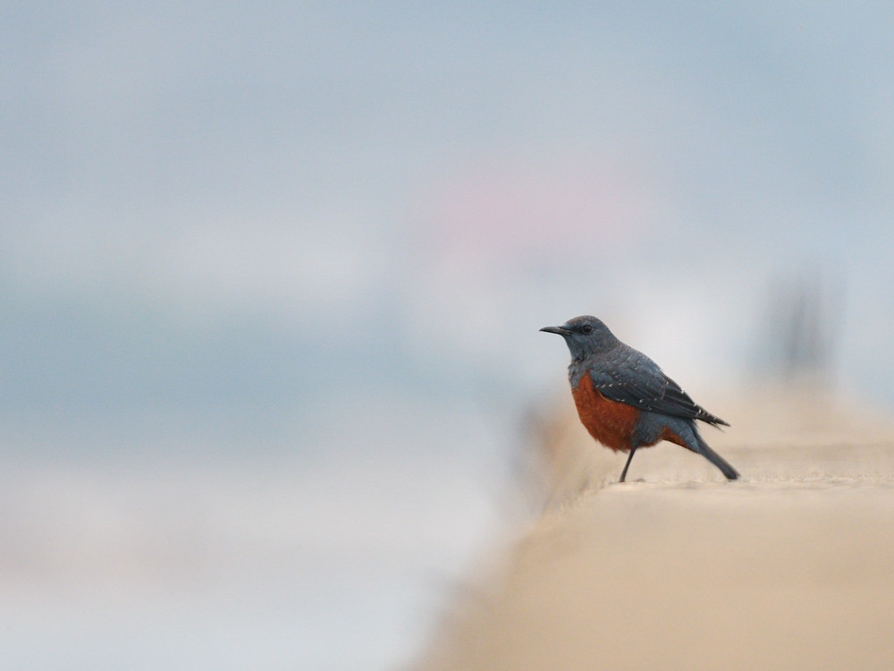 片足のイソヒヨ　４