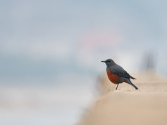 片足のイソヒヨ　４