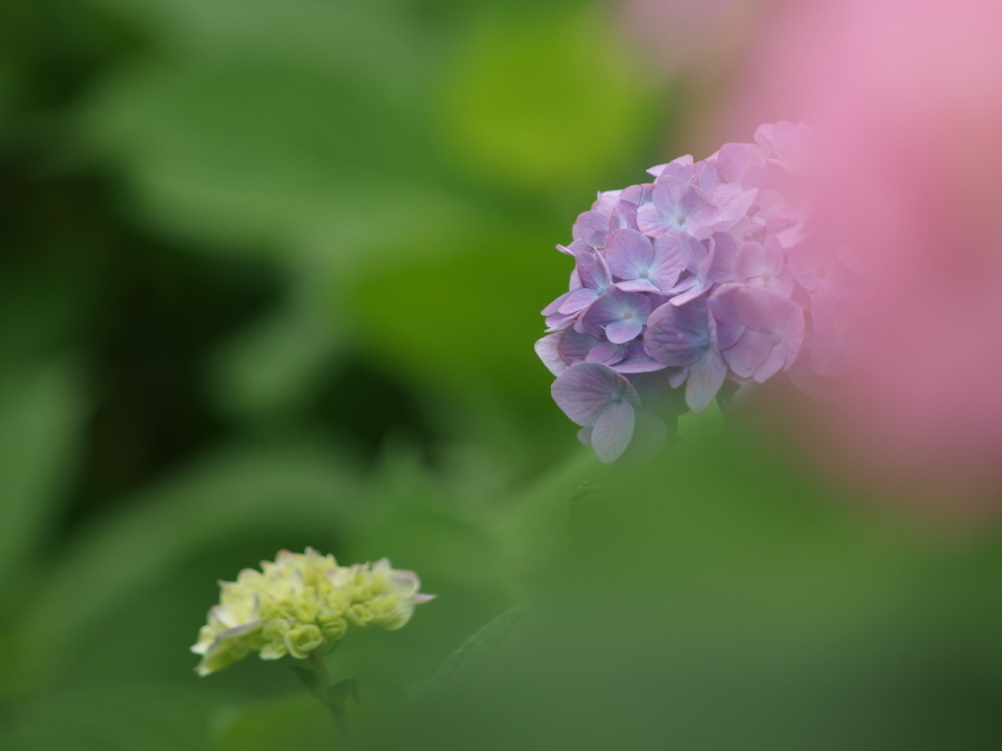 浜の神社の紫陽花三昧
