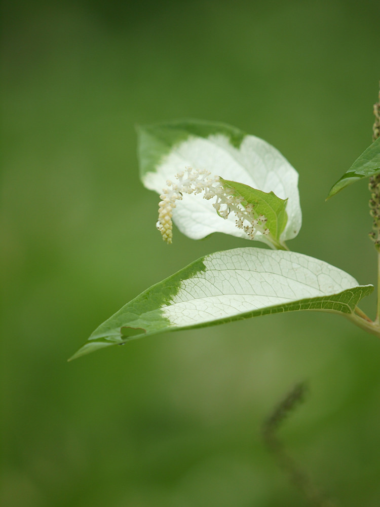 P7030088