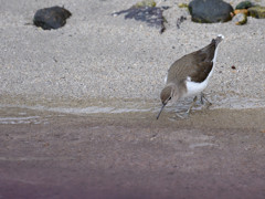 パープルリバー　②