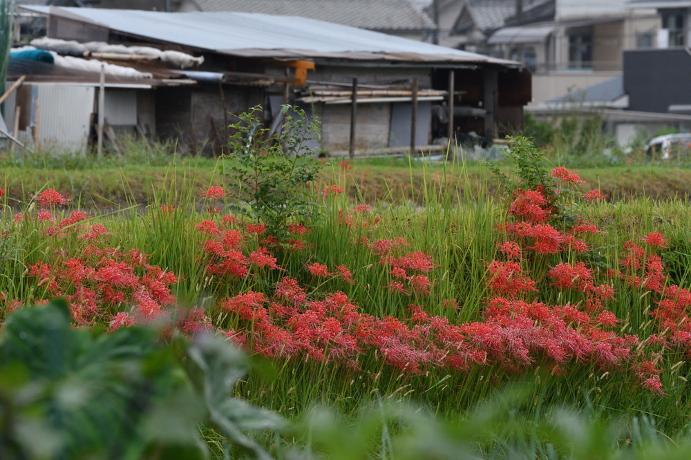 全面真紅まで後一歩