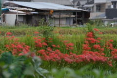 全面真紅まで後一歩