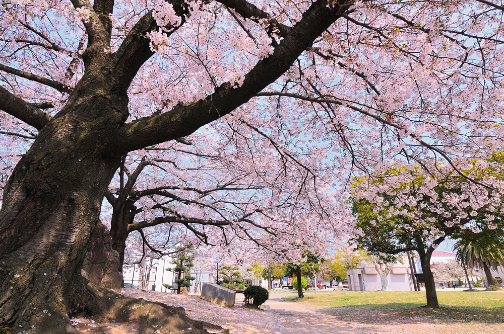 桜アーケード