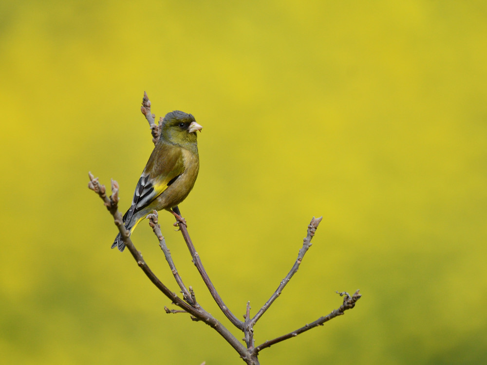 春色　カワラヒワ①