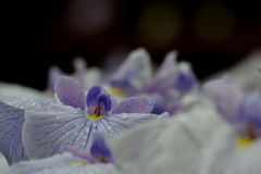 広大な菖蒲園の中で出会った一輪