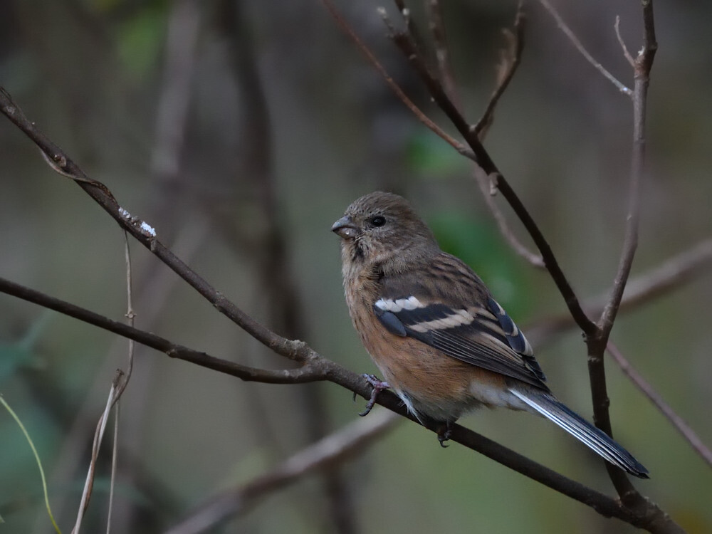 2019 12 14 の鳥さん⑤