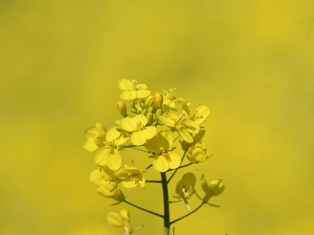 イエローワールド　①