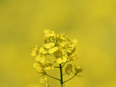 イエローワールド　①