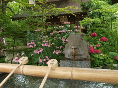 浜の神社の紫陽花三昧