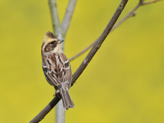 春色　ミヤマン③