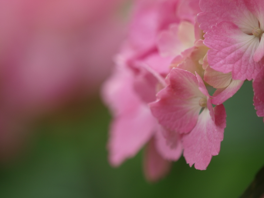 浜の神社の紫陽花三昧