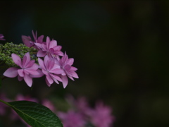 浜の神社の紫陽花三昧