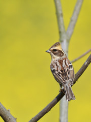 春色　ミヤマン②