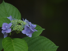 浜の神社の紫陽花三昧