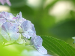 浜の神社の紫陽花三昧