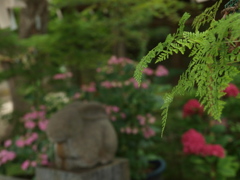 浜の神社の紫陽花三昧