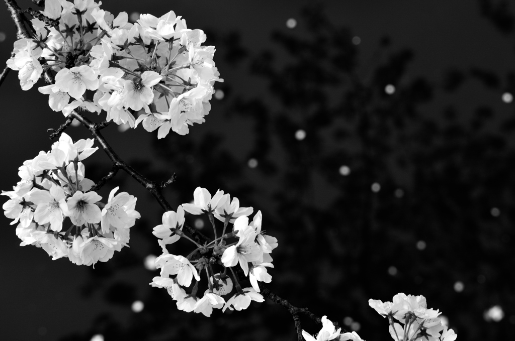 sakura