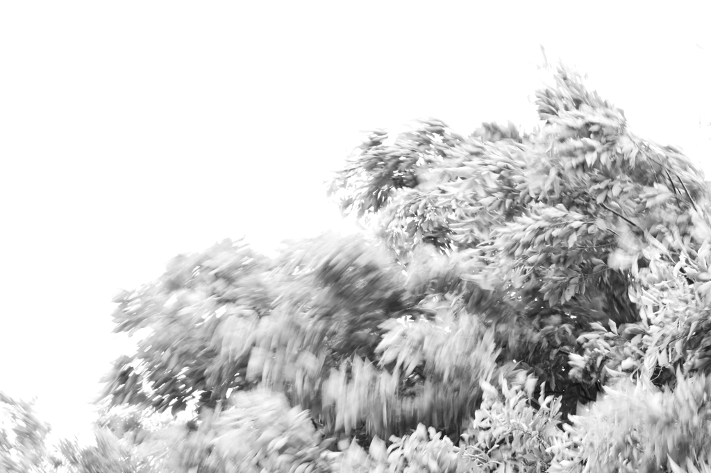 DSC_0542