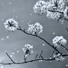 冬桜