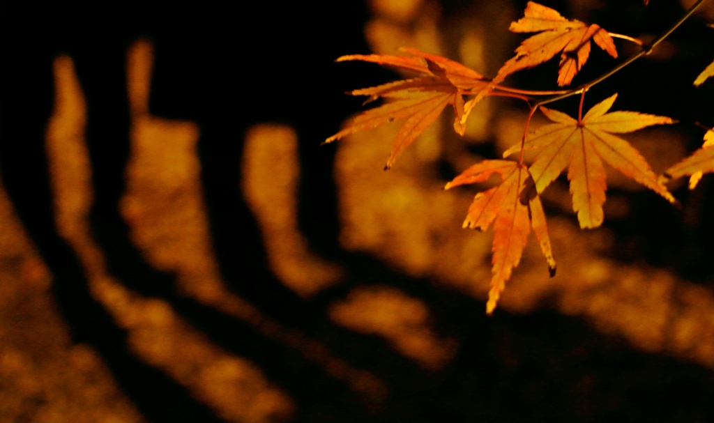 紅葉2013