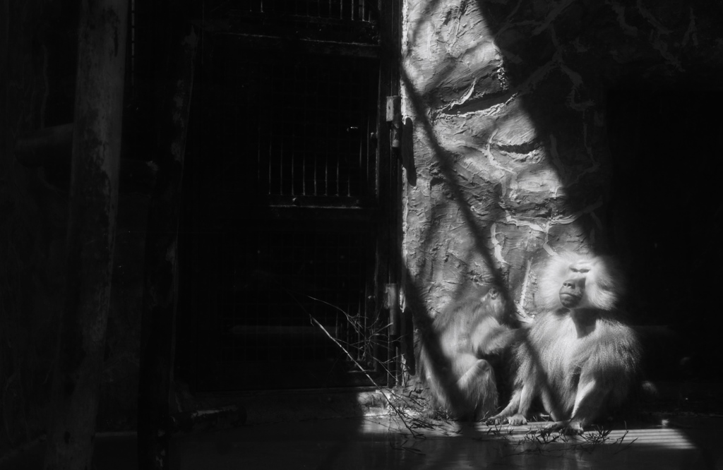 獄中の猿風