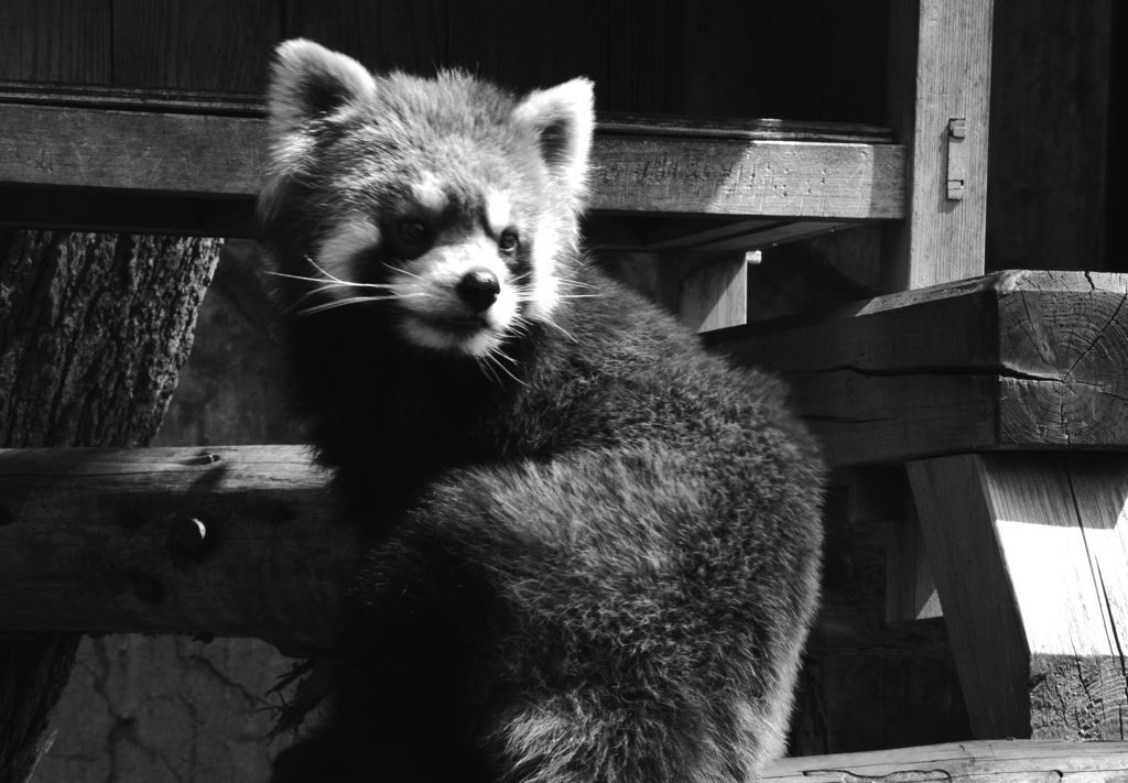 動物園の人気者