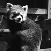 動物園の人気者