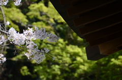 鎌倉宮に桜