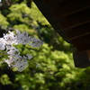鎌倉宮に桜