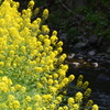 はなのはし菜の花いっぱい
