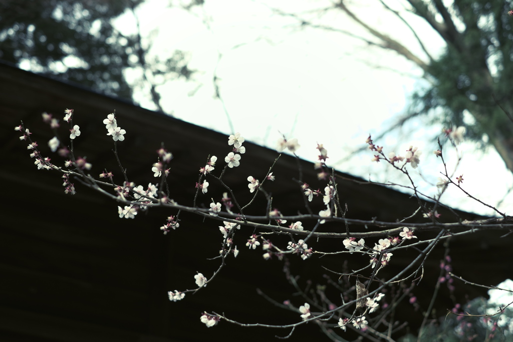 桜の咲く頃