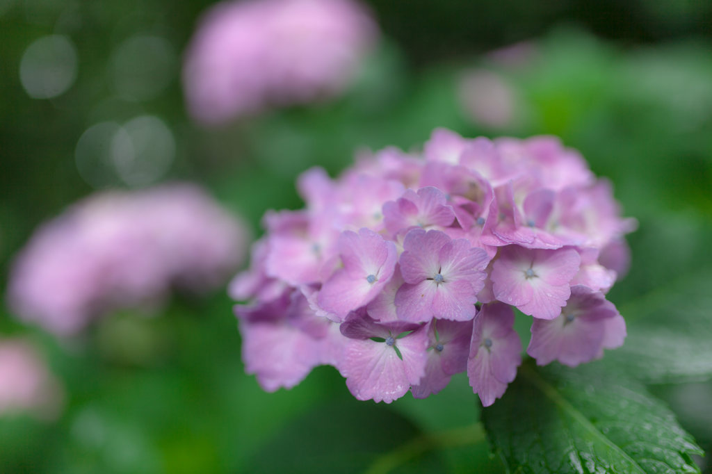 梅雨の近所で2…