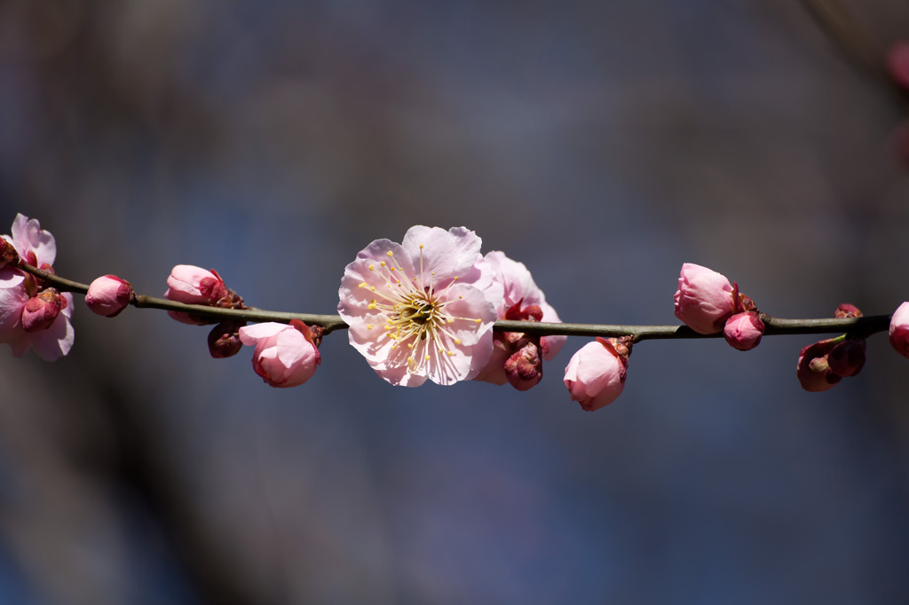 昭和記念公園にて2