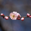 昭和記念公園にて2