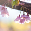 千鳥ヶ淵にて