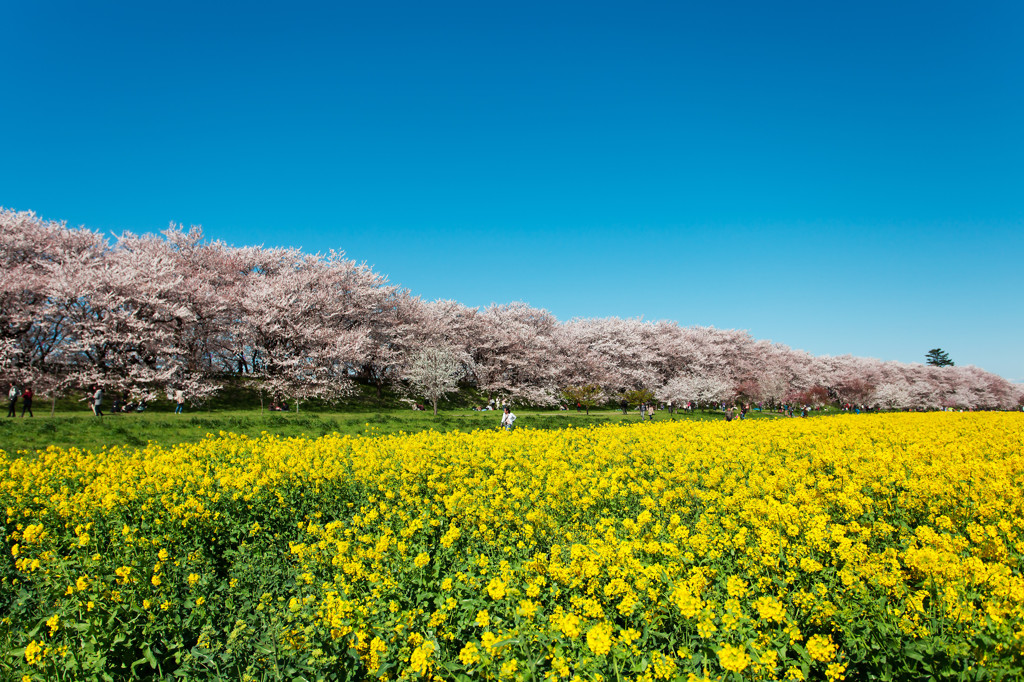 権現堂公園にて2