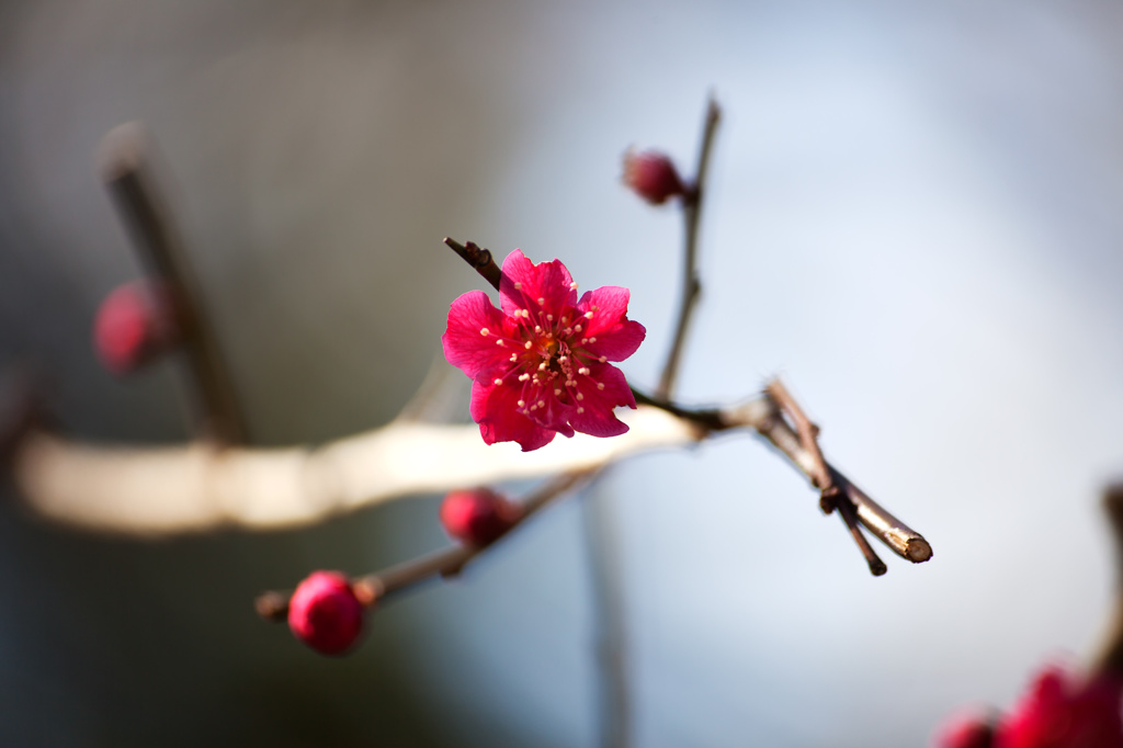 昭和記念公園にて7