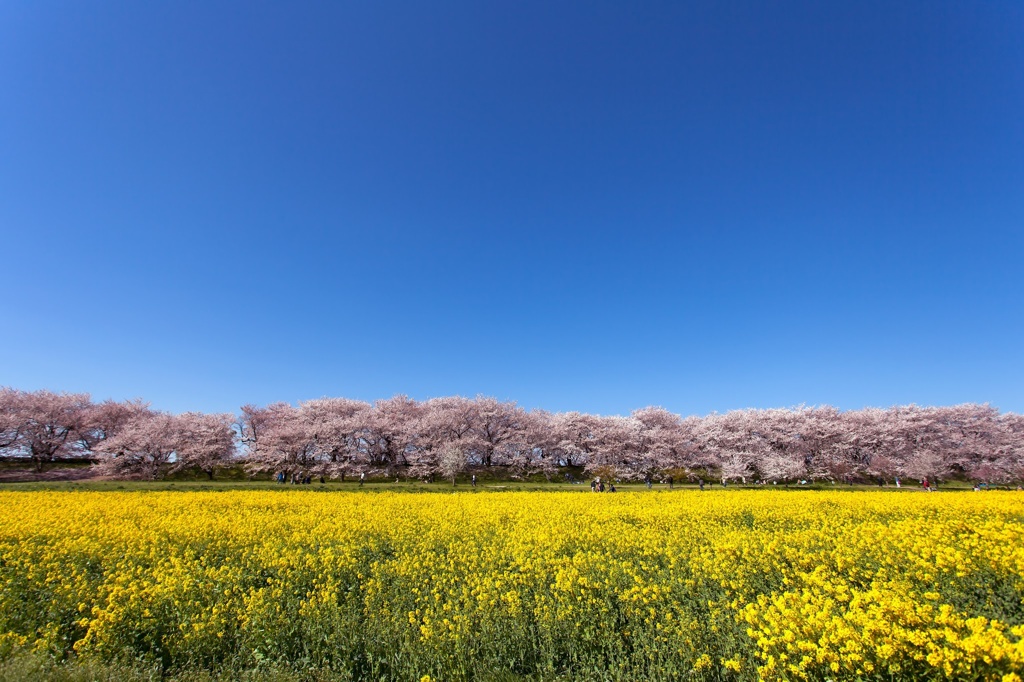 権現堂公園にて