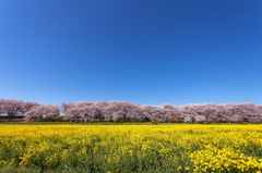 権現堂公園にて