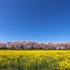 権現堂公園にて