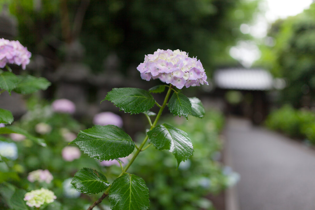 梅雨の近所で3…