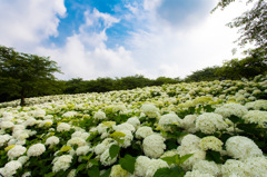 権現堂公園にて3