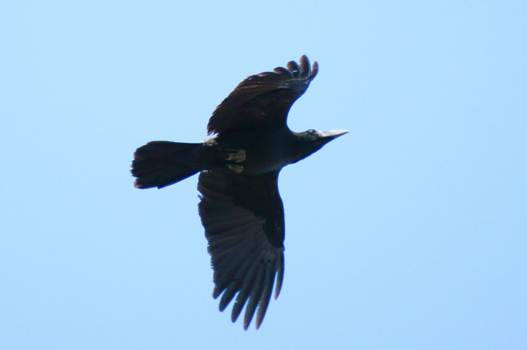 カラス飛翔（SS優先、AF、トリミングあり）