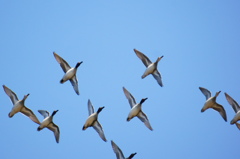 カモ系水鳥の飛翔