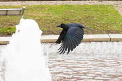 カラスの飛翔
